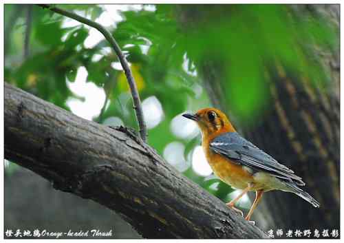 狂热拍鸟 感谢并努力