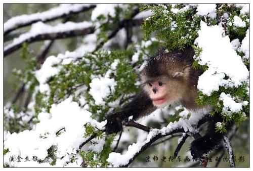 狂热拍鸟 感谢并努力