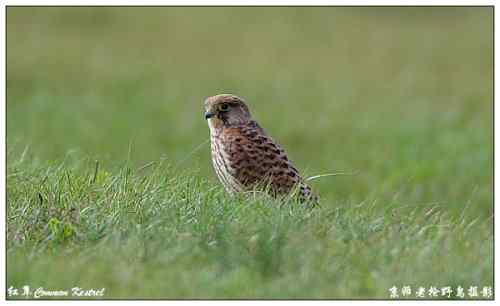 狂热拍鸟 感谢并努力