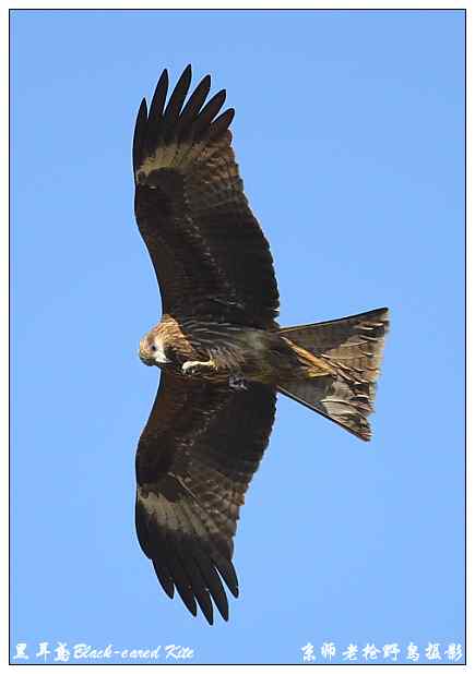 狂热拍鸟 感谢并努力
