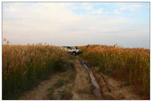 乌梁素海和坝上草原 观鸟