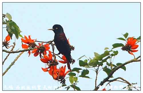 狂热拍鸟 感谢并努力
