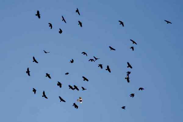 雄鹰和乌鸦群的空战