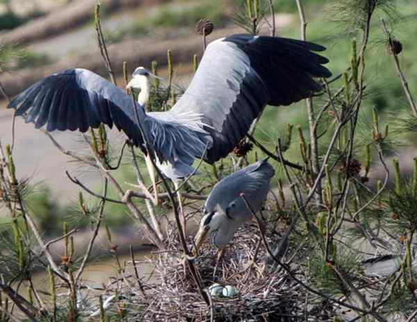 一只苍鹭的故事