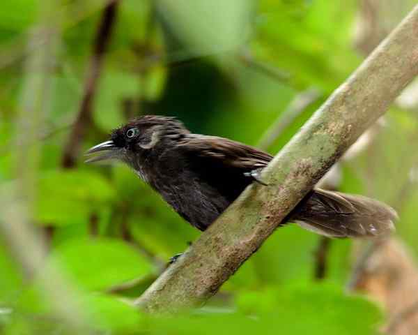 弄岗穗鹛摄影图片