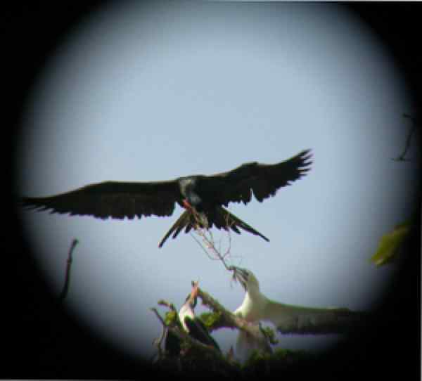 军舰鸟和红脚鲣鸟打架