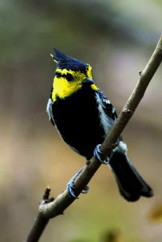 黄颊山雀 Yellow-cheeked Tit