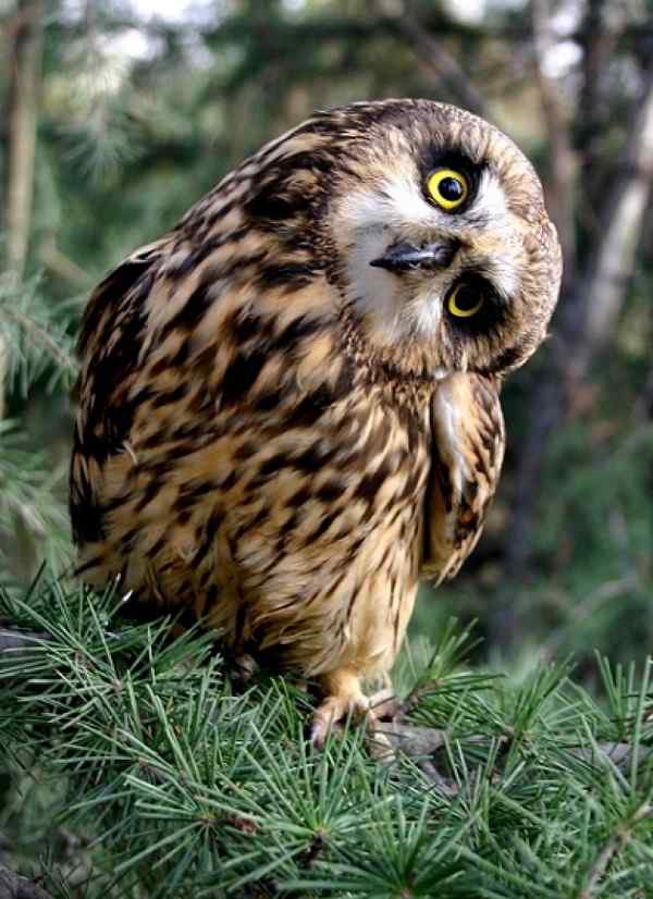 纵纹角鸮 目光如豆