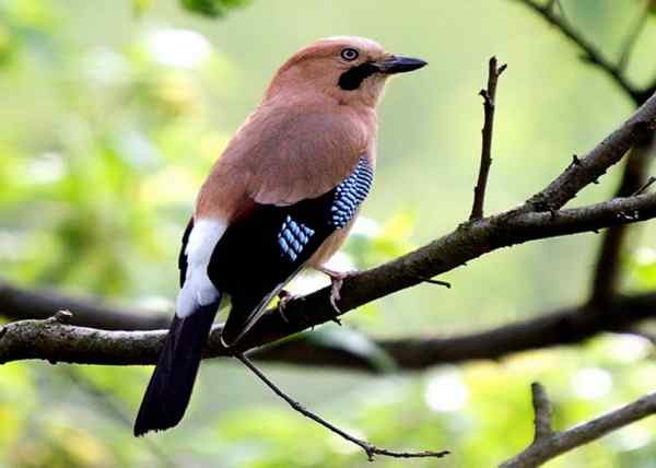 松鸦 重庆市忠县