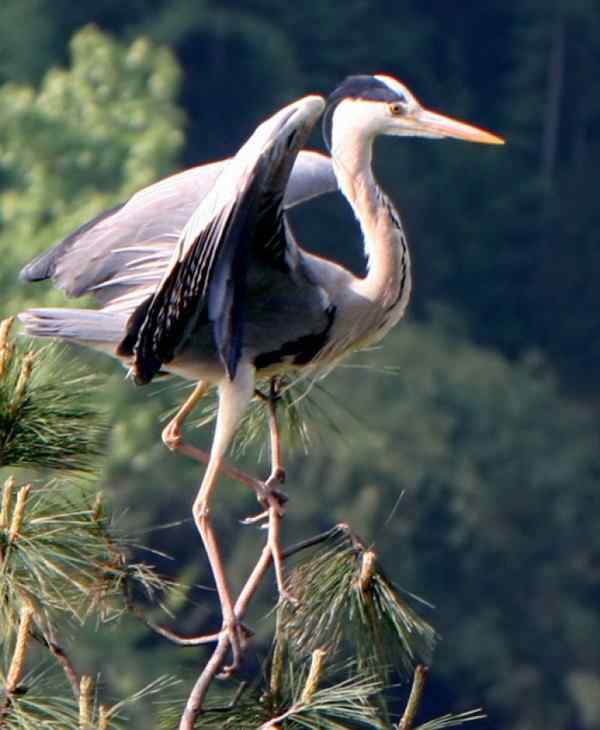 一只苍鹭的故事