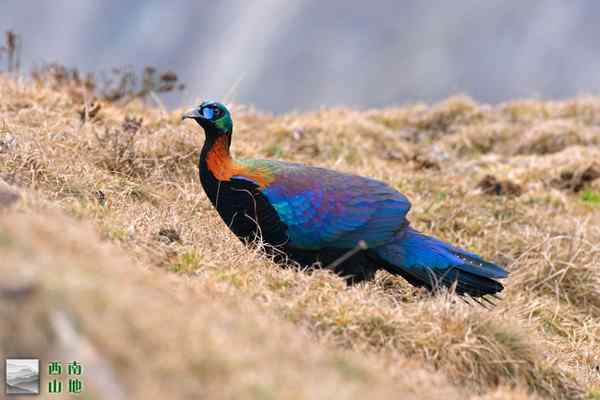 绿尾虹雉 四川广元青川唐家河自然保护区