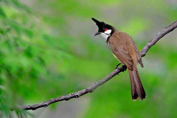 红耳鹎《绿野生灵》