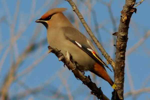 太平鸟 吉林白城