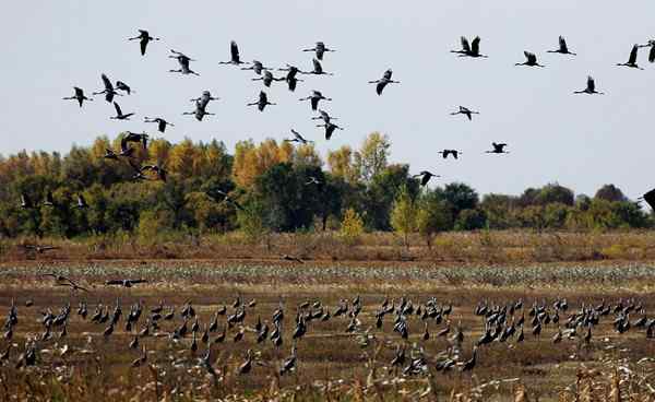 白头鹤《自由天地间》