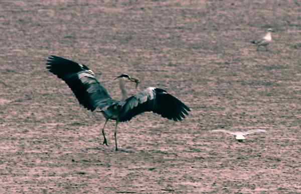 生物食链--我大我能够捕食