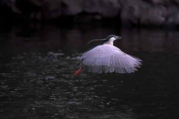 一鹭飞行 夜鹭