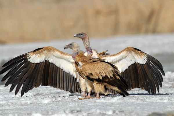 亲密爱人 青海柴达木高山兀鹫