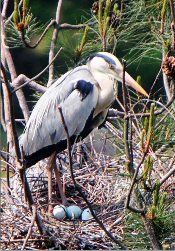 一只苍鹭的故事