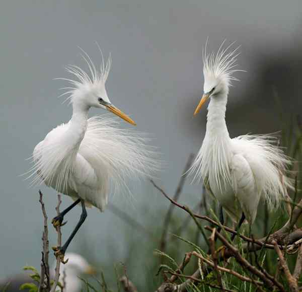 湿地精灵 黄嘴白鹭