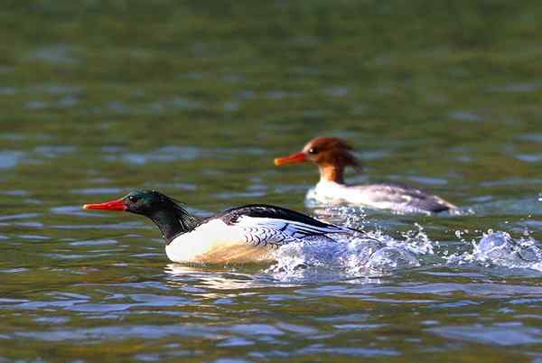 中华秋沙鸭潜水前的冲刺