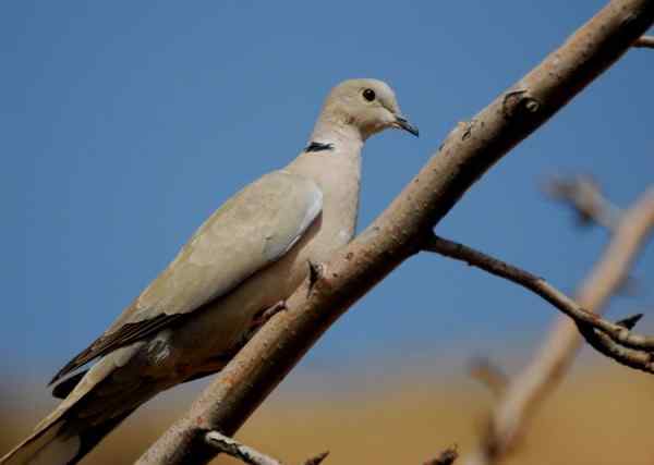 野生珍稀鸟 斑鸠