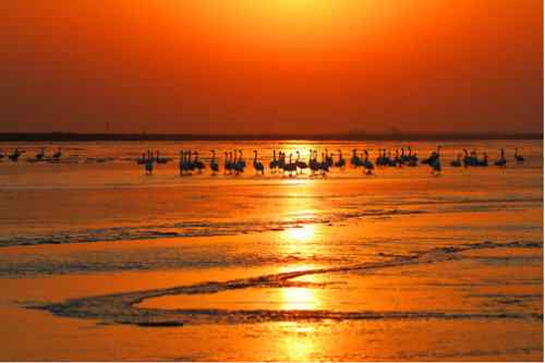 天鹅朝夕相伴——百种姿态 百种美丽