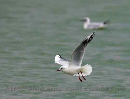 红嘴鸥 赤嘴鸥 普通海鸥 水鸽子
