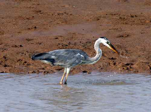苍鹭捕鱼 长脖老等 苍鹭捕鱼 长脖老等
