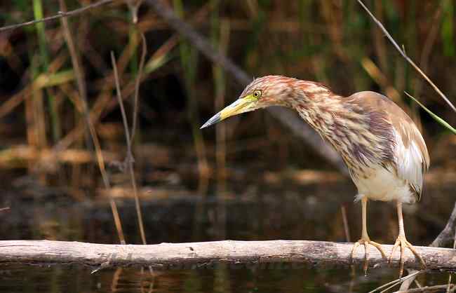 黄河入海口湿地 几种鹭类