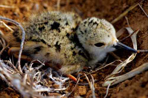 鸟通人性 鸟的图片故事