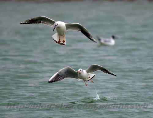 红嘴鸥 赤嘴鸥 普通海鸥 水鸽子