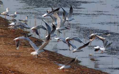 雉鸡 绿翅小水鸭 牛背鹭 苍鹭