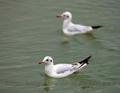 红嘴鸥 赤嘴鸥 普通海鸥 水鸽子