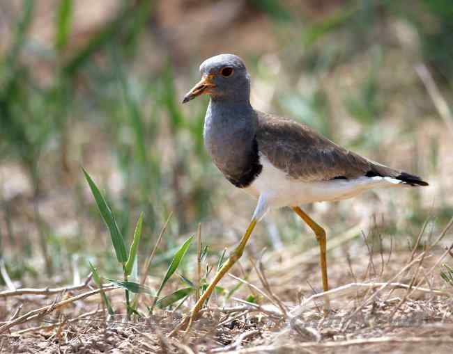 黄河入海口湿地 几种鹭类 黄河入海口湿地 几种鹭类
