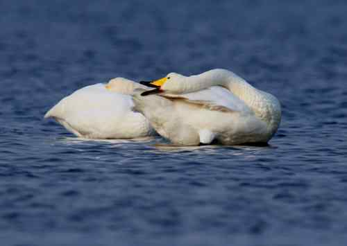 佳能拍的一组天鹅片子