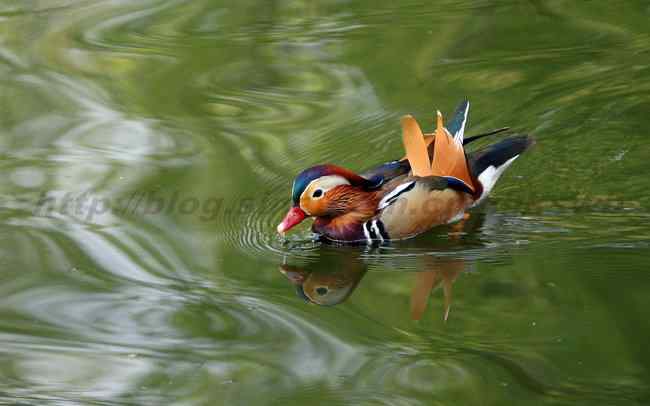 公园拍鸟记 赤嘴潜鸭 鸳鸯