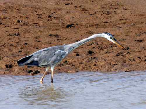 苍鹭捕鱼 长脖老等