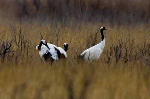 黄河口野生丹顶鹤