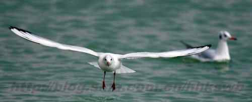 红嘴鸥 赤嘴鸥 普通海鸥 水鸽子