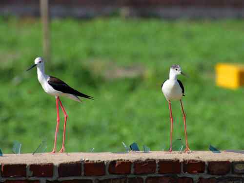 鸟通人性 鸟的图片故事