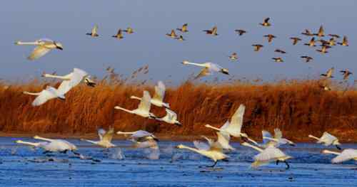 我的2007---天鹅与野鸭