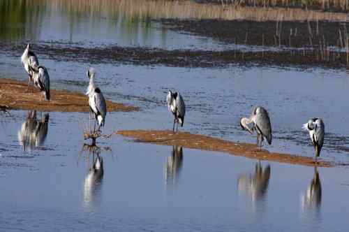 雉鸡 绿翅小水鸭 牛背鹭 苍鹭