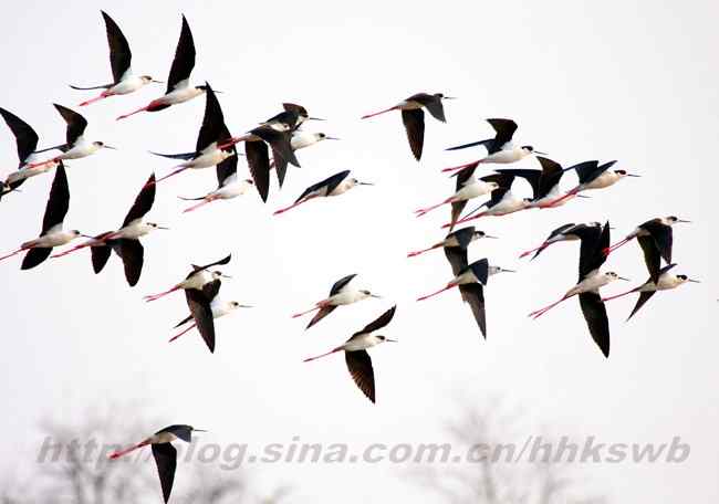 迁徙的鸟 长脚鹬