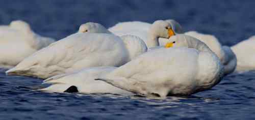 佳能拍的一组天鹅片子