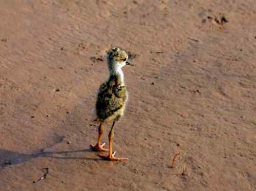 鸟通人性 鸟的图片故事