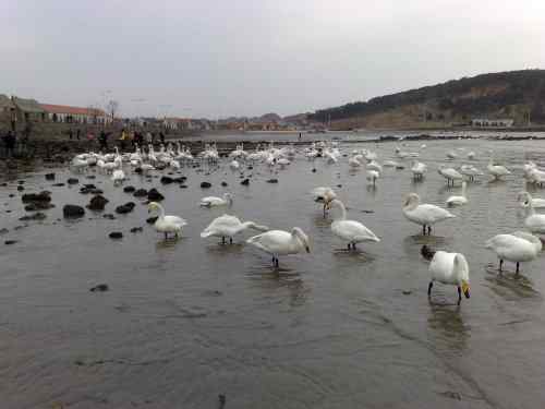 用手机拍黄嘴天鹅