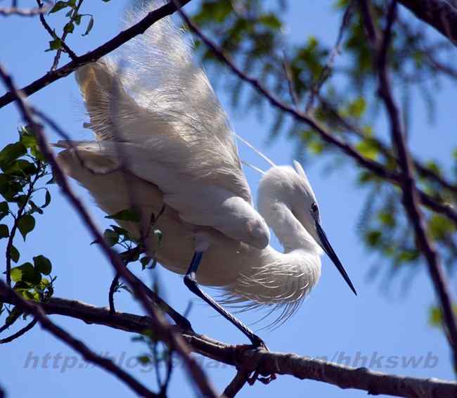 摄影 白鹭与夜鹭