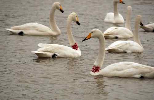 脖颈套有环志的大天鹅