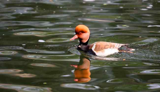公园拍鸟记 赤嘴潜鸭 鸳鸯