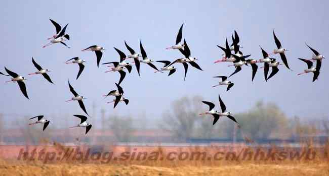 迁徙的鸟 长脚鹬